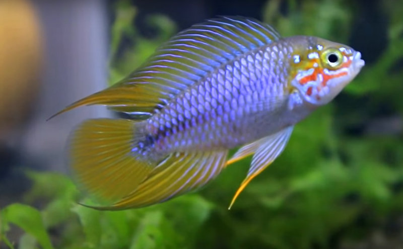 chalinochromis brichardi