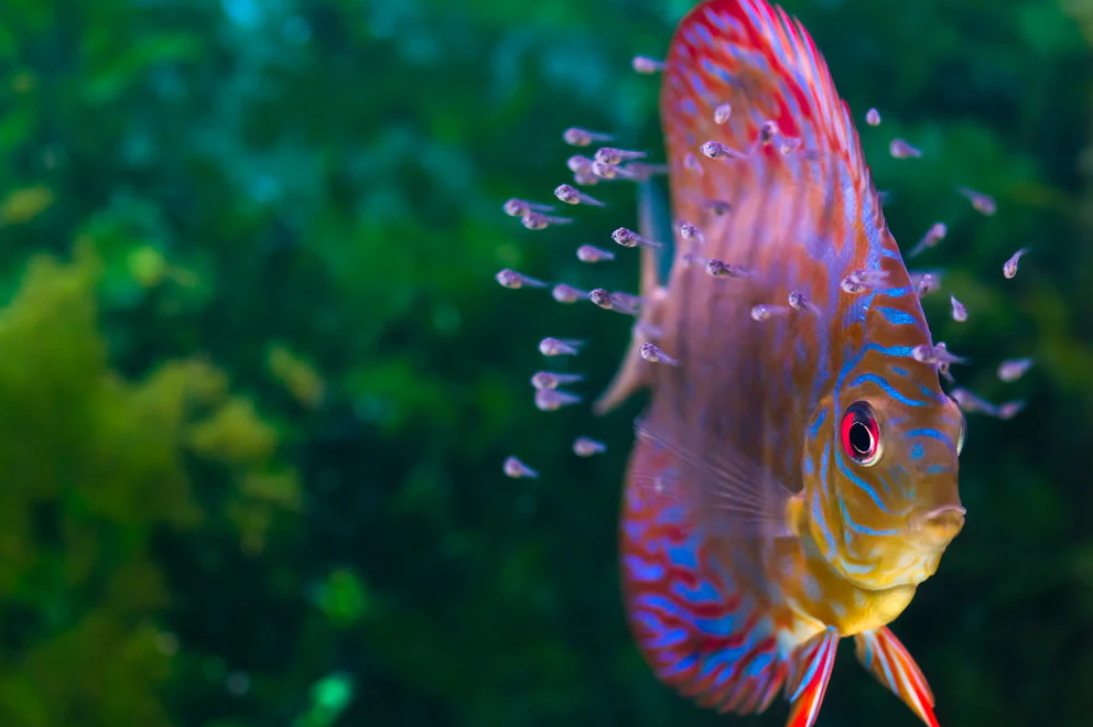 Discus